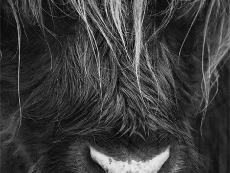 Close up Ox Supply